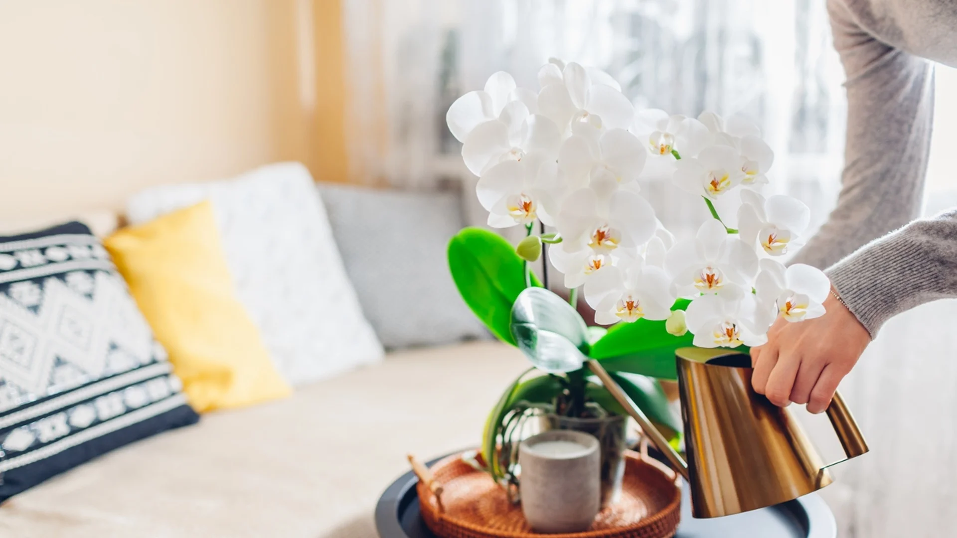 Как се пресажда правилно орхидея