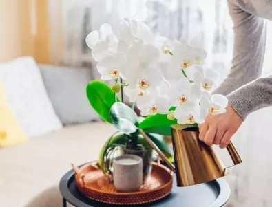 Кой тор със сигурност ще накара вашата домашна орхидея да цъфти?