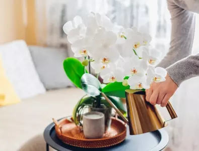 Основни грижи за орхидеята, за да се радвате на здраво растение