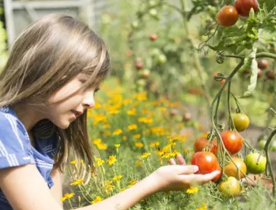 От какво се нуждаят доматените растения през септември?