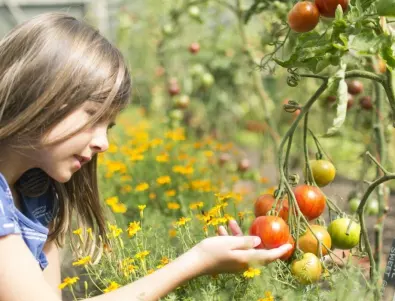 Забравете за жълтите петна по листата на доматите с този лесен трик