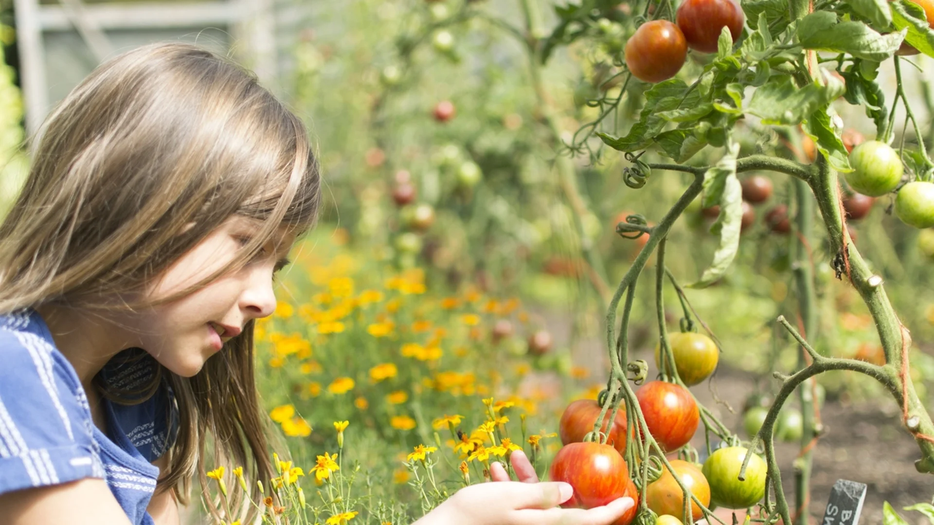 Тайната на реколтата от домати: най-добрият фармацевтичен продукт за торене на разсада