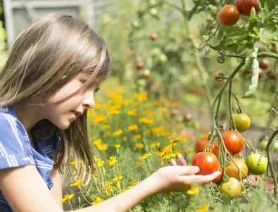 Тайната на реколтата от домати: най-добрият фармацевтичен продукт за торене на разсада