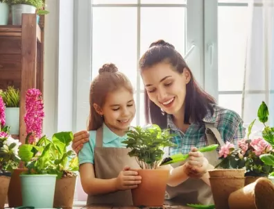 Най-добрите растения за пречистване на въздуха за вашия дом