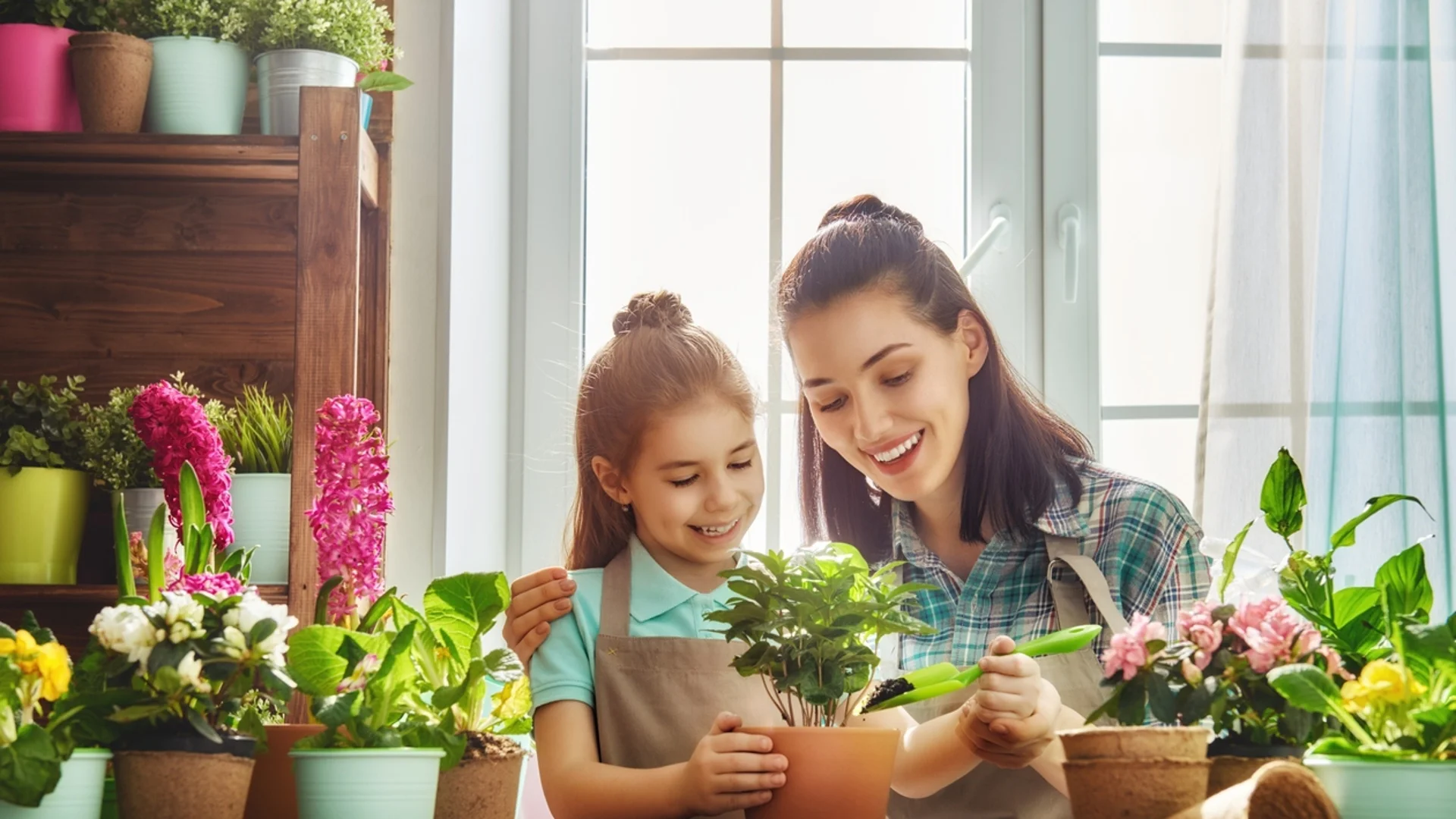 Пресаждане на цветя в саксии - ето как е правилно да се прави