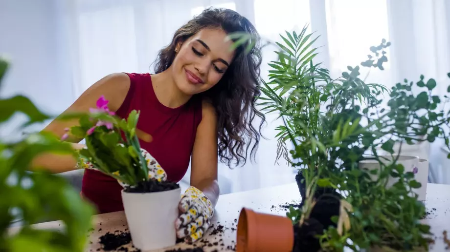 Най-добрите растения за пречистване на въздуха за вашия дом