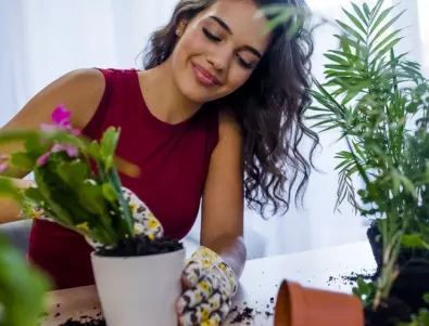 Растенията, които задължително трябва да имате у дома, за да бъдете здрави и щастливи