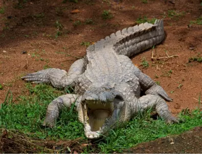 Ето как изглежда 120-годишният най-голям крокодил в света (ВИДЕО)