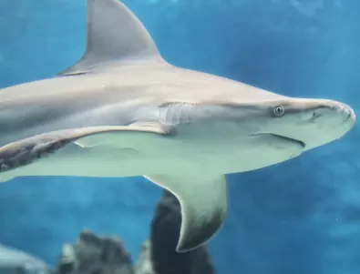 Има ли акули в Средиземно море?