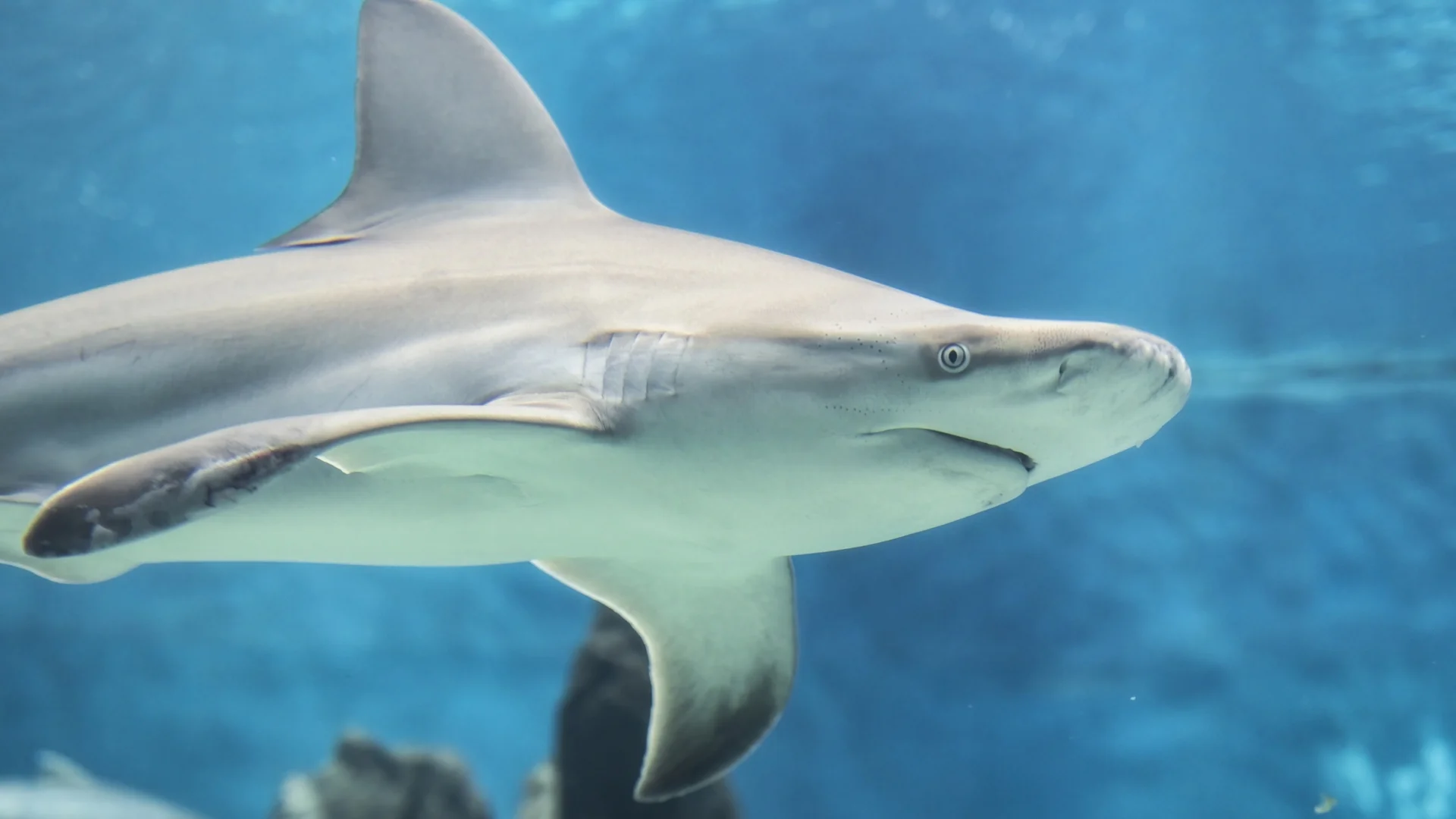 Акула уби тийнейджър край бреговете на Южна Австралия 