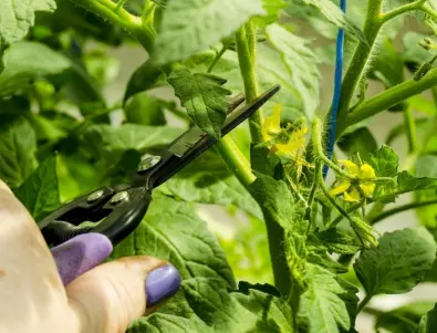 Подрязване на доматените растения: Ето какво трябва да знаете