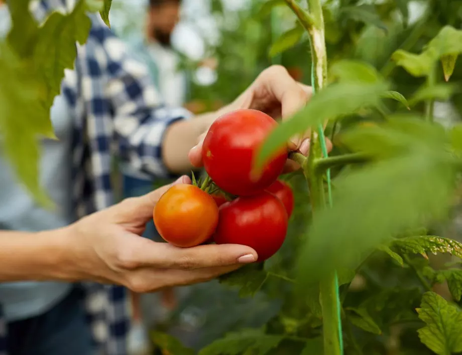 4 начина за ускоряване узряването на доматите