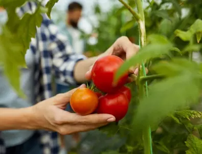 Експертни съвети за добра реколта: Кога и защо да торите доматите?