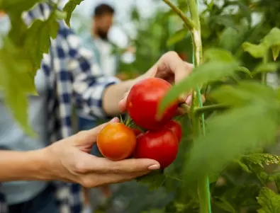 Събиране на реколтата от ДОМАТИ: Трикове от градинарите