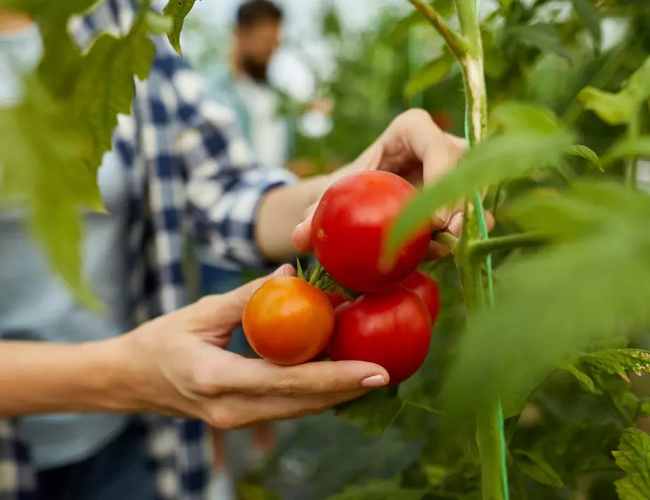 Богата реколта от домати - 5 съветва от опитните градинари