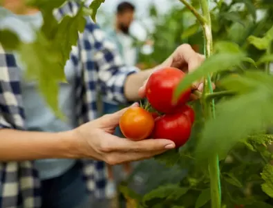 АЙРЯН И СОЛ: Неочаквания помощник при борбата с гниенето по доматите