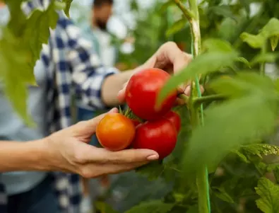 Йод за богата реколта от домати: Топ 4 на най-добрите рецепти