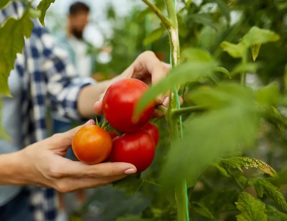 Лесно и полезно - как да отгледате домат от резник