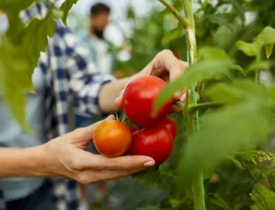 Уникален метод за предпазване на доматите и краставиците от болести