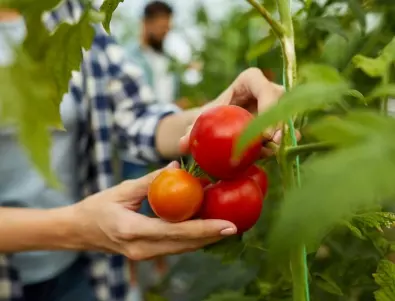 За да е вкусно: Кога и как се берат доматите и как се съхраняват правилно?