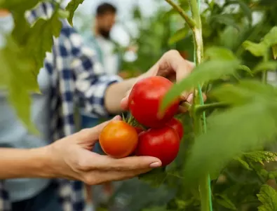 Трябва ли да отстраните вторичните издънки на доматите, за да е обилна реколтата ви?