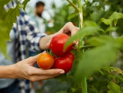 Свиването на листата на доматите е чест проблем - ето как да се справите 