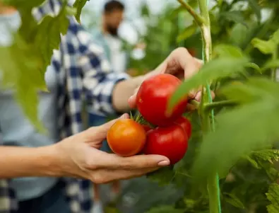 Как да предпазим доматите си от гниене и петна?