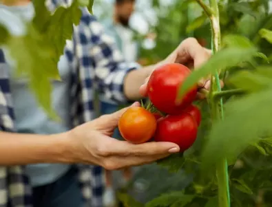 По-бързо узряване на доматите през септември - всеки градинар трябва да знае тези трикове