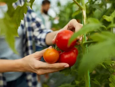 Каква почва обичат най-много доматите?