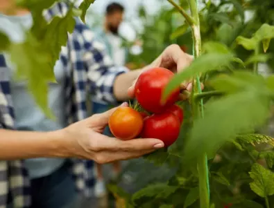 Недостиг на калий при доматите - ето как се разбира това