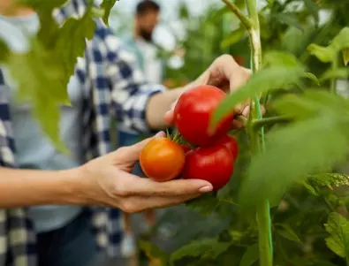При отглеждане на безколови домати - не правете тези грешки
