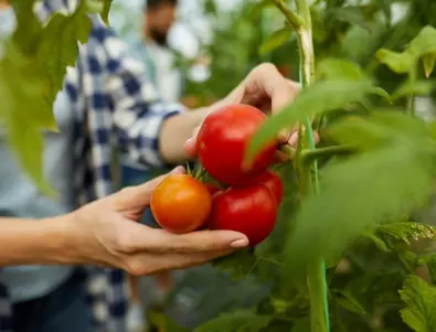 Засаждане на домати: как да подготвим почвата 