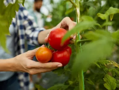 НЕ правете тези фатални грешки - те съсипват реколтата на доматите