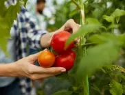 Растенията, които ще прогонят вредителите от доматите - засадете ги до тях