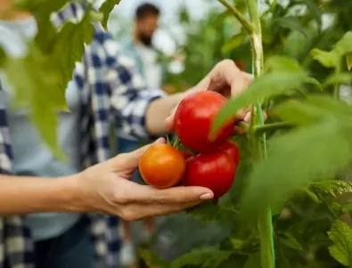 Как се прави листно торене на домати