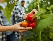 Какво предизвиква черно гниене по доматите