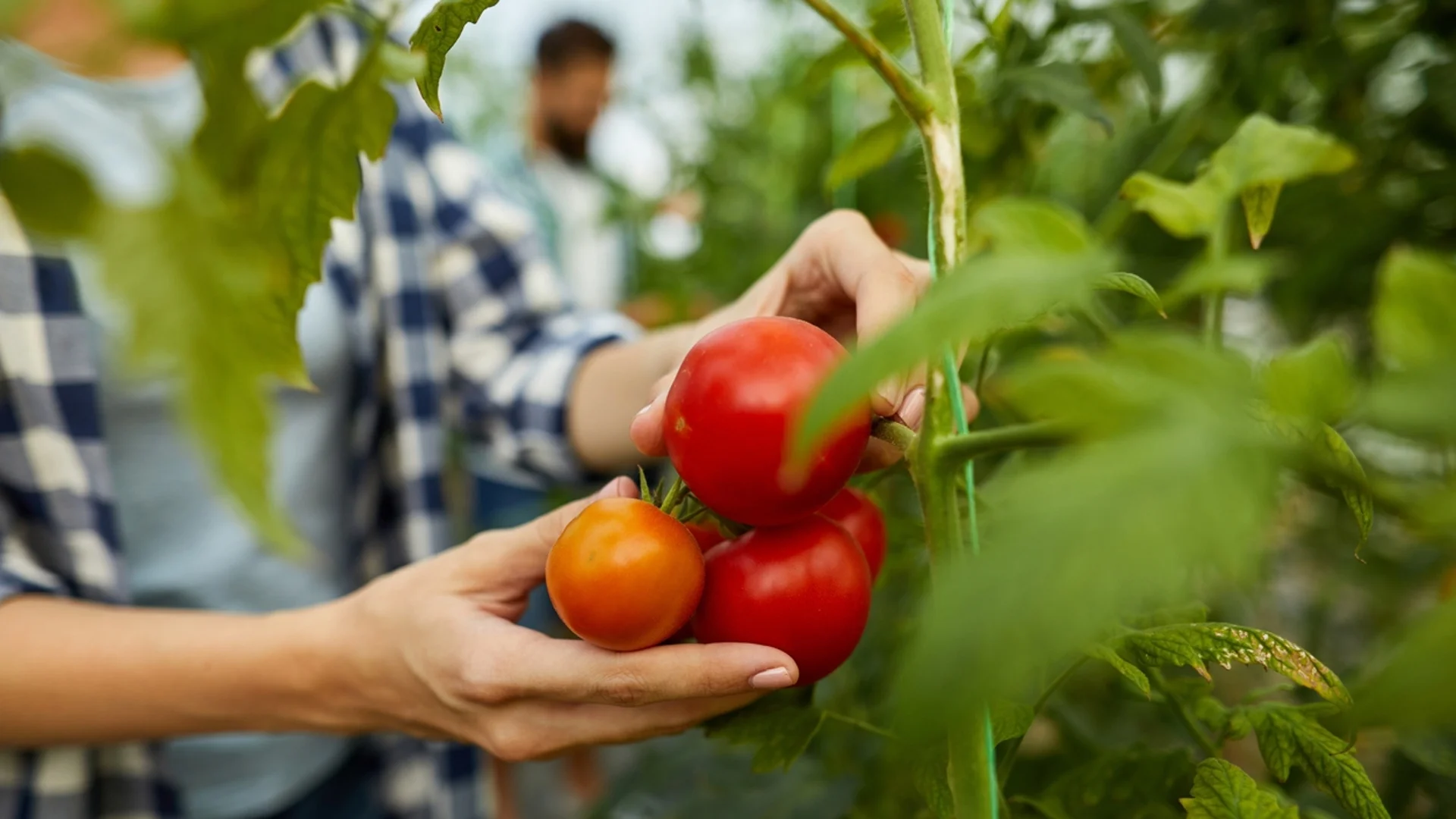 Какво предизвиква черно гниене по доматите