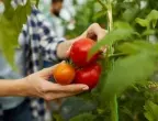 Поливане на доматите - кога и как се прави