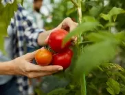 Може ли да се засаждат домати всяка година на едно и също място