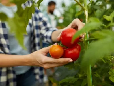Защо картофена мана е истински бич по доматите?