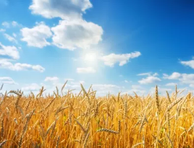 Русия е унищожила 280 хиляди тона украинско зърно след оттеглянето си от зърнената сделка