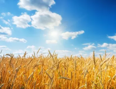 Полски министър: Преговорите с Украйна за зърното вървят добре