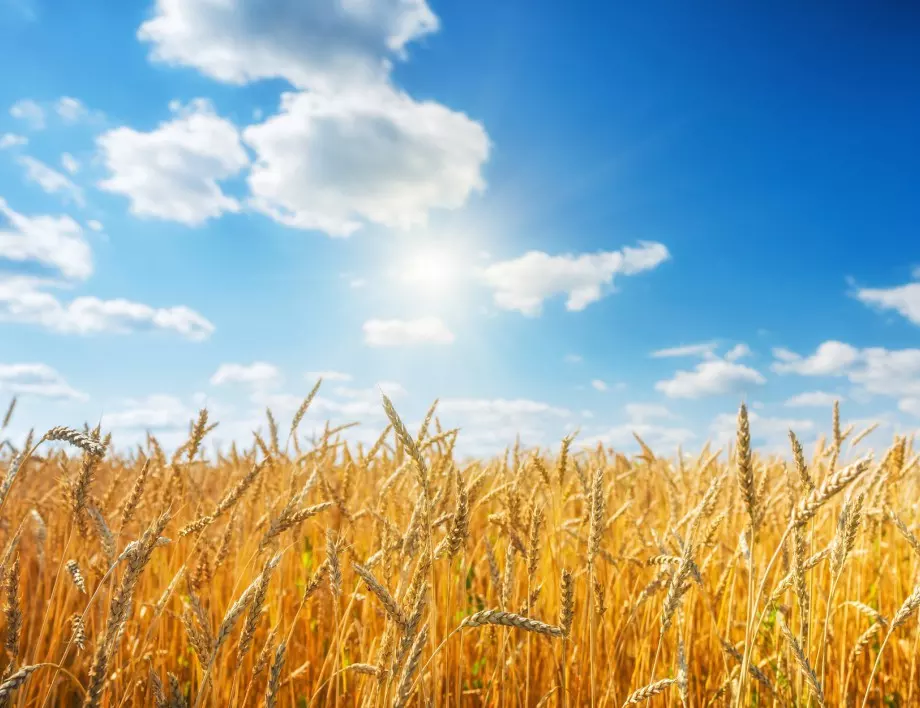 Полски министър: Преговорите с Украйна за зърното вървят добре