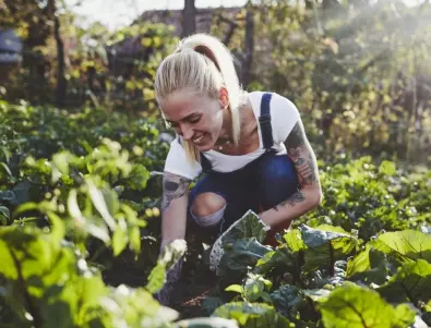 ТОП 5 зеленчука за начинаещи градинари: Ще имате успех