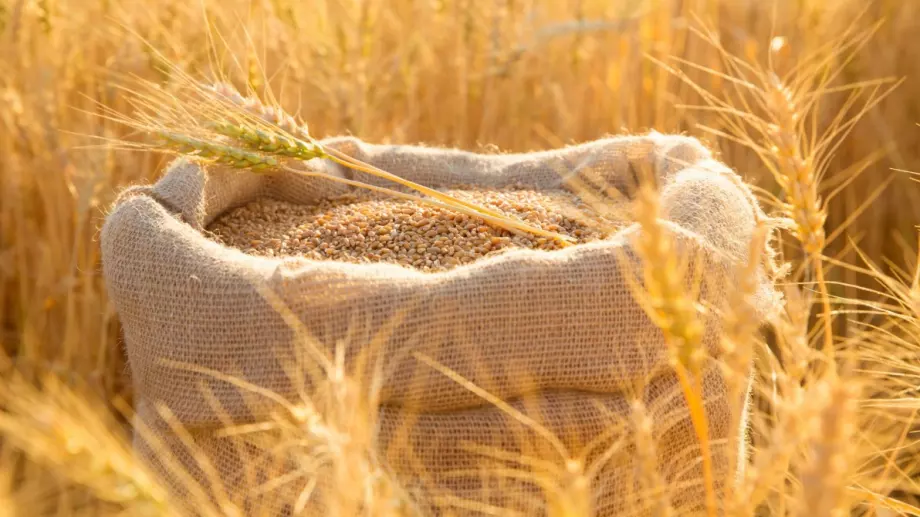 Египет внася 360 хиляди тона пшеница, за да попълни запасите си