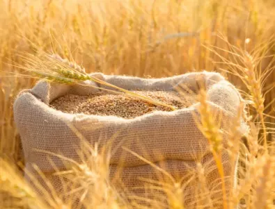 Пазарът на българско зърно замря, производителите пред фалит
