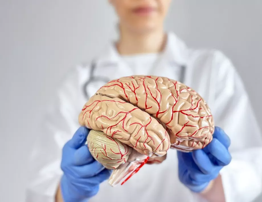 За какво служи Главният мозък в човешкото тяло