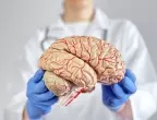 Защо мозъчното вещество е сиво?