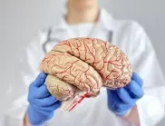 Защо мозъчното вещество е сиво?