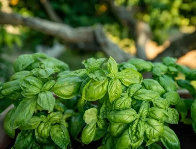 Естествен метод срещу комари: Засадете ТЕЗИ растения в градината